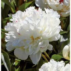 Peony Lactiflora Shirley Temple 7 Peony Lactiflora Shirley Temple -Elise Bloom 12889204 1195020401800640