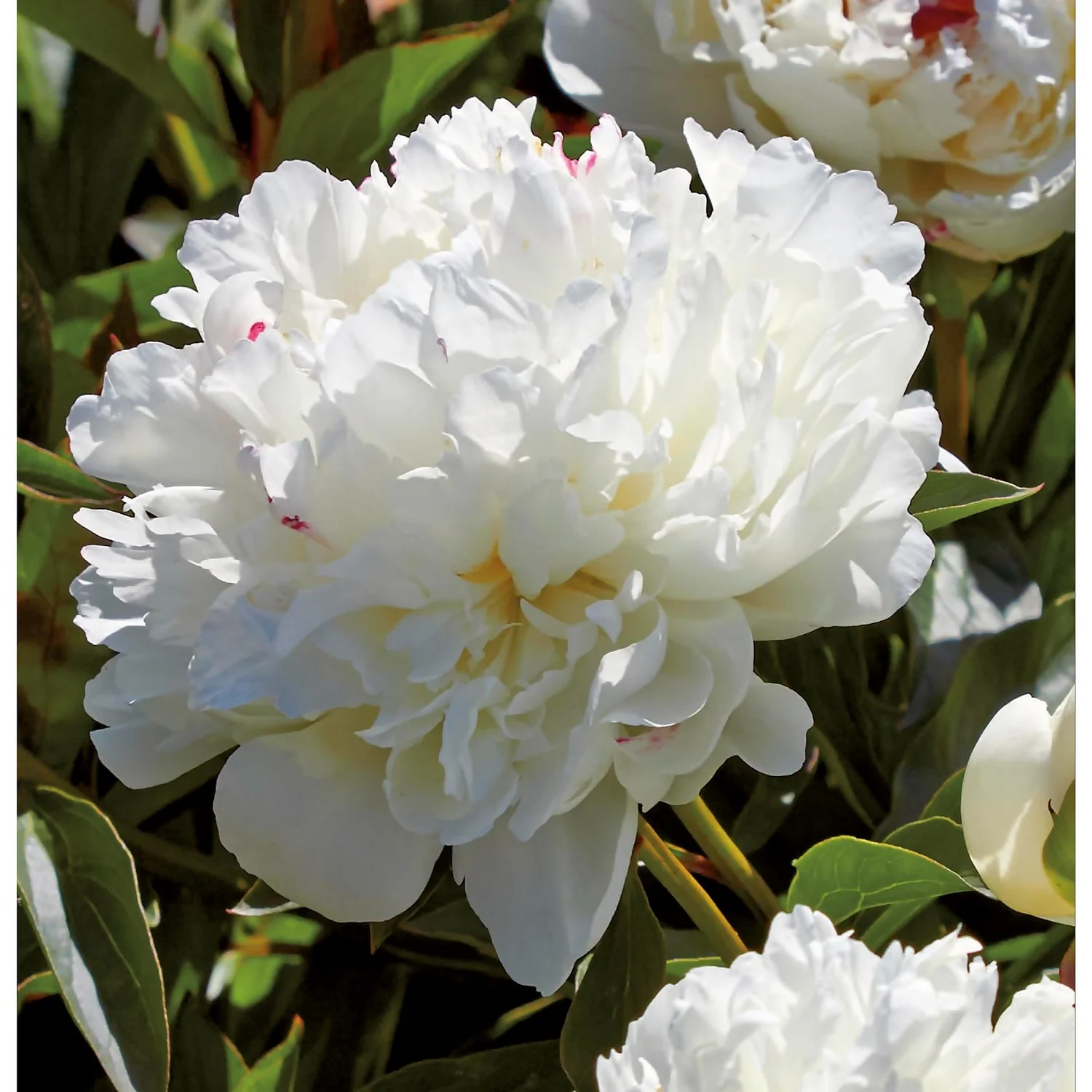 Peony Lactiflora Shirley Temple 5 Peony Lactiflora Shirley Temple - Image 3
