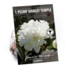 Peony Lactiflora Shirley Temple -Elise Bloom 12889204 1565020401709137