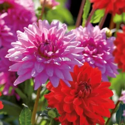 None Dahlias Garden Wonder Rosella 7 None Dahlias Garden Wonder Rosella -Elise Bloom 12889205 1545020401969960
