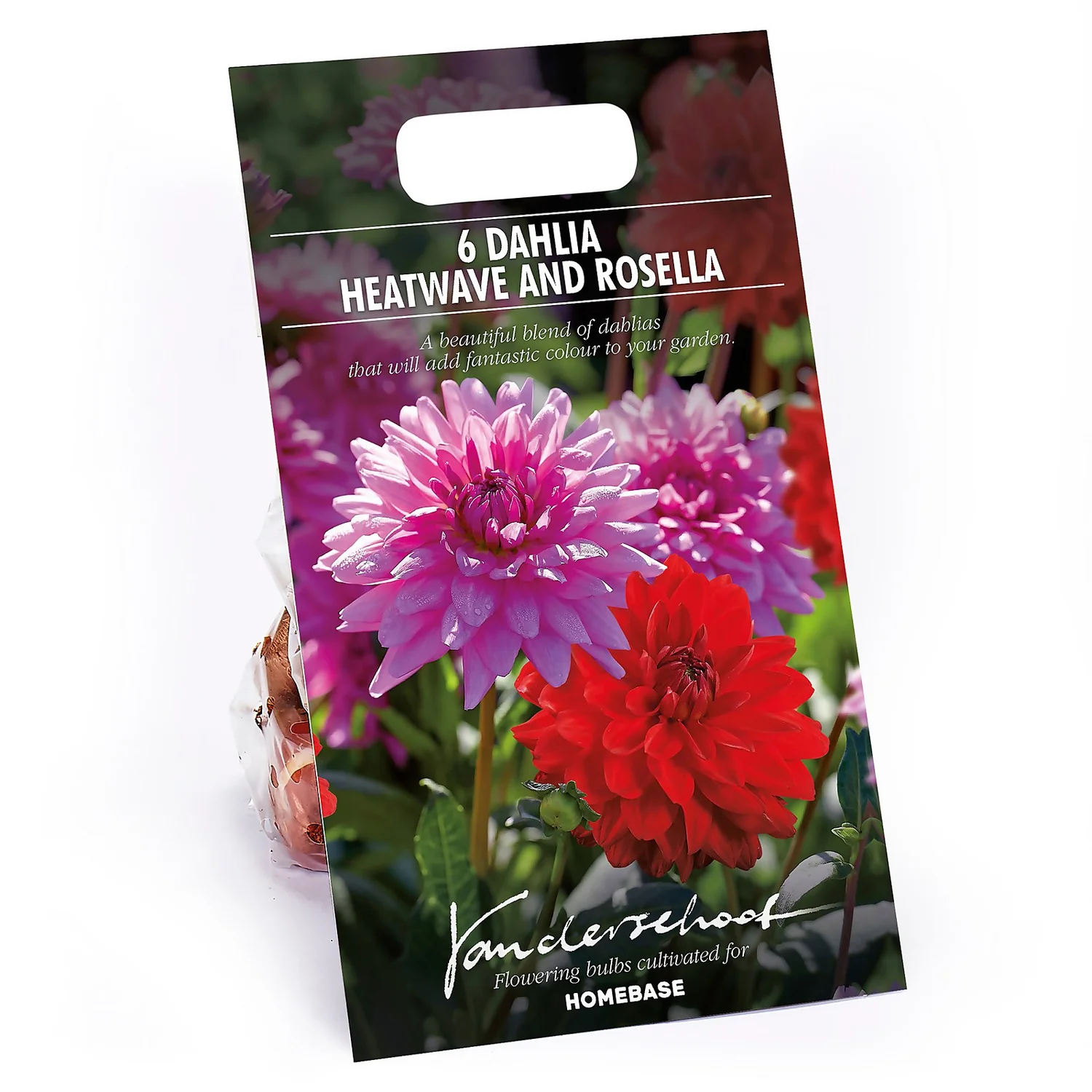 None Dahlias Garden Wonder Rosella 3 None Dahlias Garden Wonder Rosella