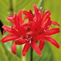 Nerine Sarniensis Red -Elise Bloom 12889206 1085020401788394