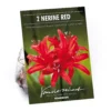 Nerine Sarniensis Red -Elise Bloom 12889206 1835020401703746