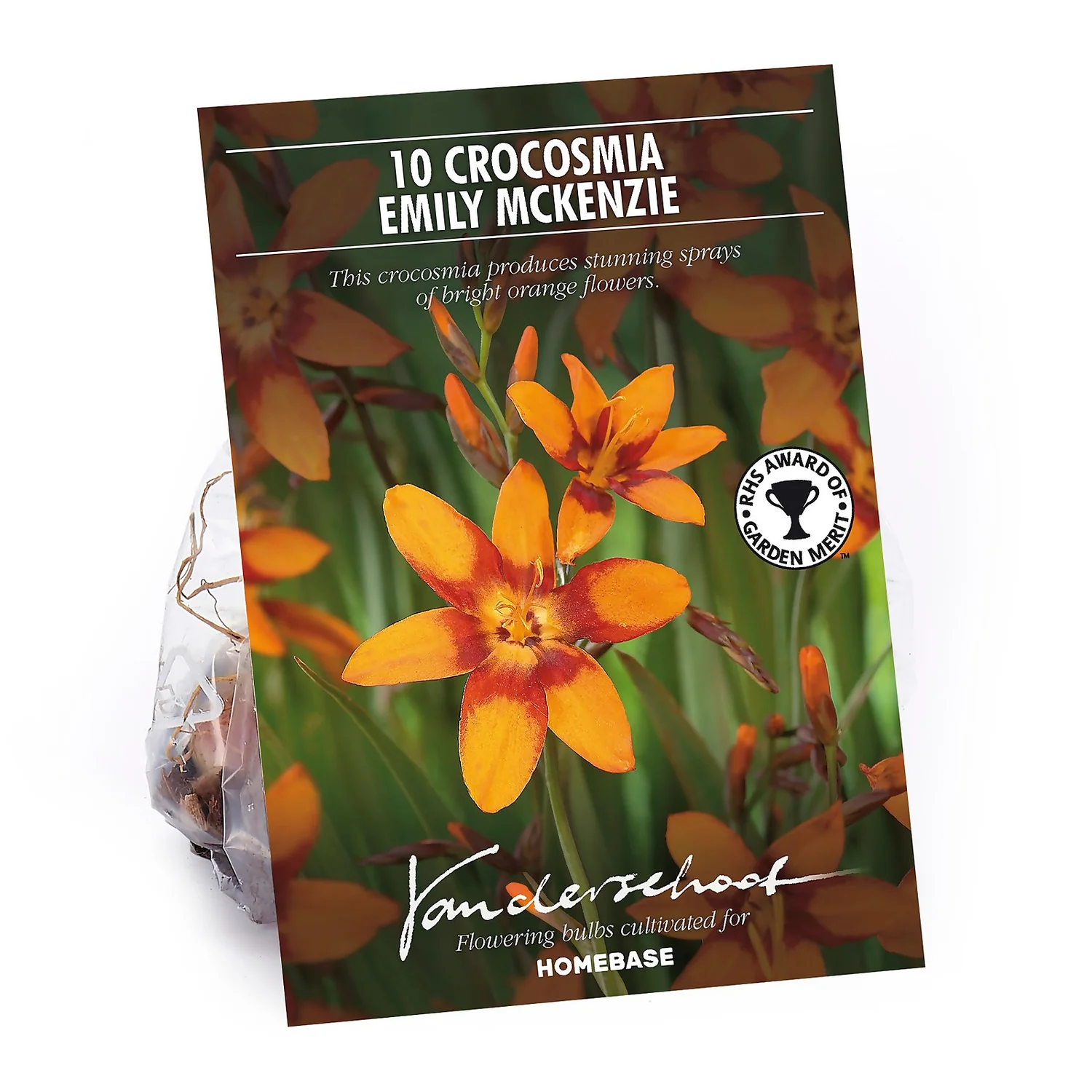 Crocosmia Emily McKenzie 3 Crocosmia Emily McKenzie