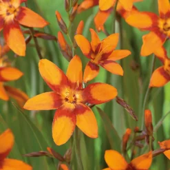 Crocosmia Emily McKenzie 7 Crocosmia Emily McKenzie -Elise Bloom 12889209 2135020402005459