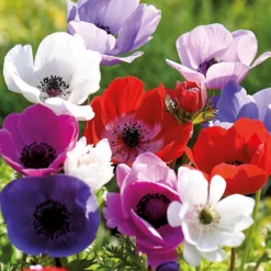 None Anemones Coronaria De Caen 7 None Anemones Coronaria De Caen -Elise Bloom 12889212 1215022410636391
