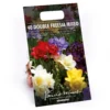 None Freesia Double Mixed 2 None Freesia Double Mixed -Elise Bloom 12889215 1375022410494572