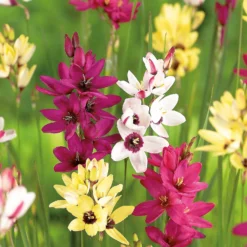 None Ixia Mixed 7 None Ixia Mixed -Elise Bloom 12889218 2015022410861502