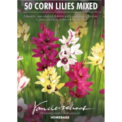 None Ixia Mixed 6 None Ixia Mixed -Elise Bloom 12889218 2025022410816931