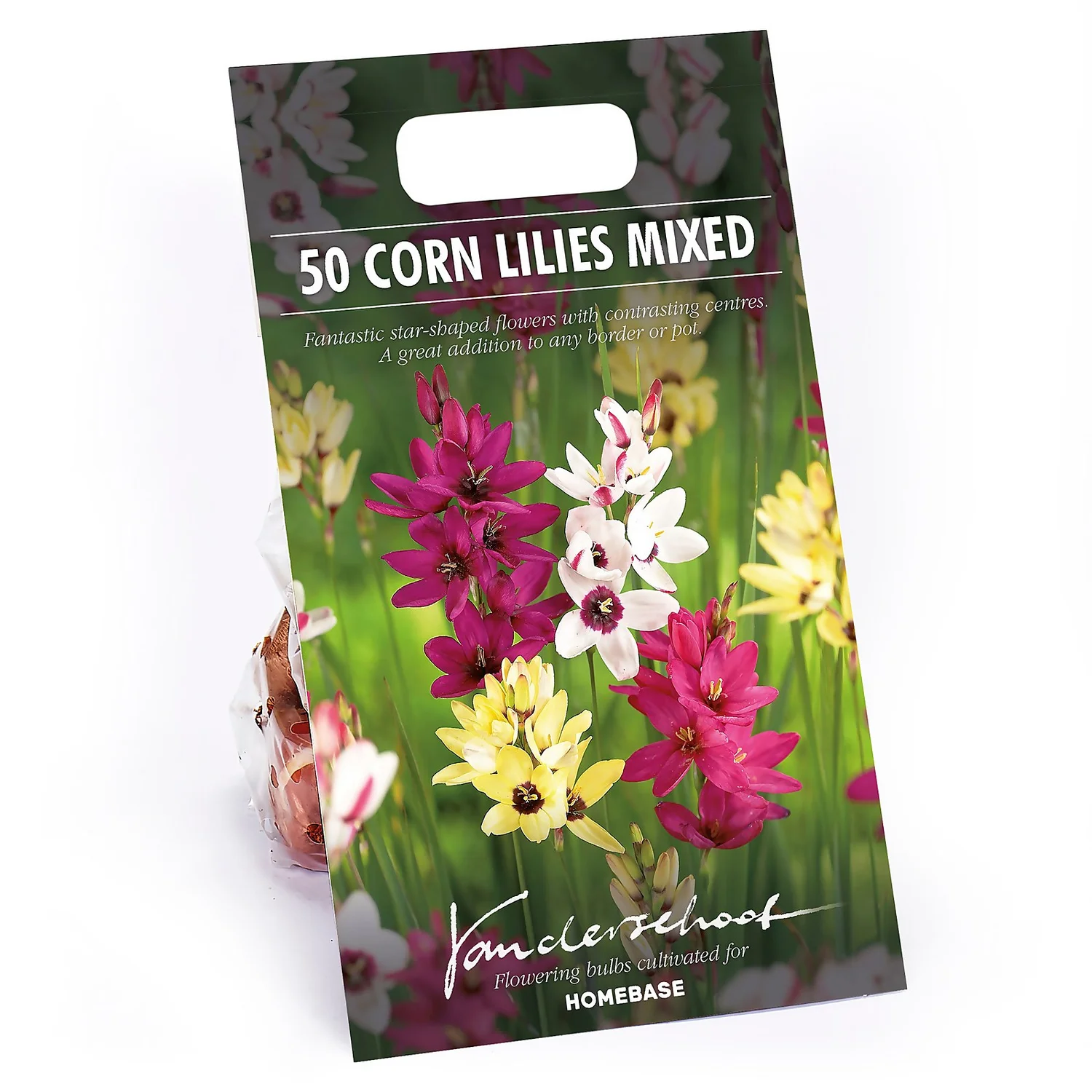 None Ixia Mixed 3 None Ixia Mixed