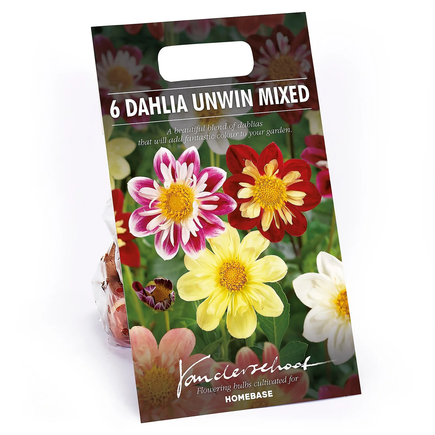 None Dahlias Unwinn Collorette Mixed 3 None Dahlias Unwinn Collorette Mixed