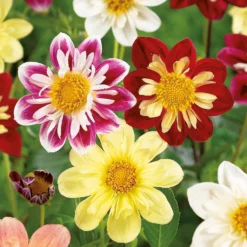 None Dahlias Unwinn Collorette Mixed 7 None Dahlias Unwinn Collorette Mixed -Elise Bloom 12889219 1955020401953139