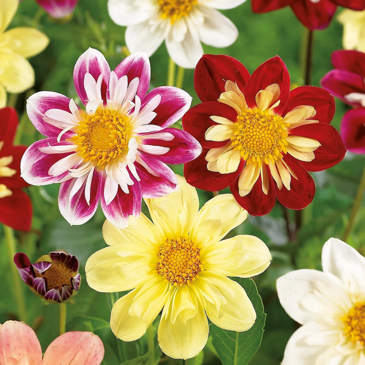 None Dahlias Unwinn Collorette Mixed 5 None Dahlias Unwinn Collorette Mixed - Image 3