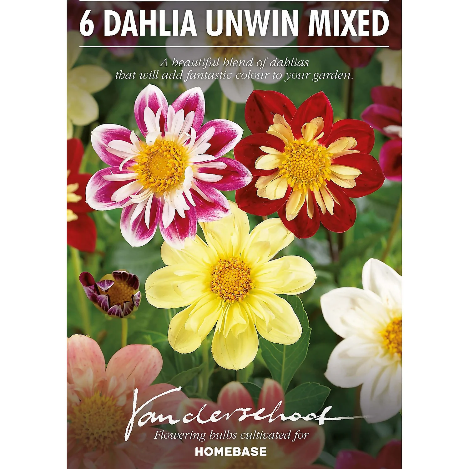 None Dahlias Unwinn Collorette Mixed 4 None Dahlias Unwinn Collorette Mixed - Image 2