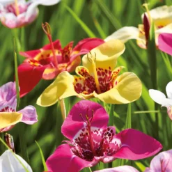 None Tigridias Pavonia Mixed 7 None Tigridias Pavonia Mixed -Elise Bloom 12889221 1625022410872926