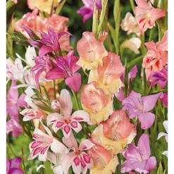 None Gladioli Nanus Mixed 7 None Gladioli Nanus Mixed -Elise Bloom 12889222 1625022410684526