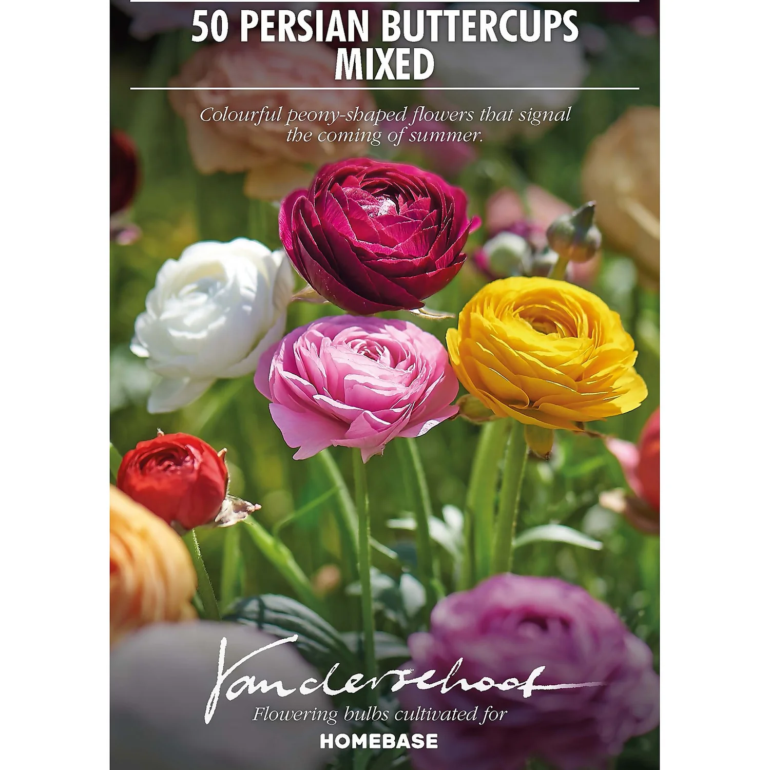 None Ranunculus Mixed 4 None Ranunculus Mixed - Image 2