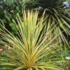 None Cordyline Dazzler 10L 1 None Cordyline Dazzler 10L -Elise Bloom 12891689 1354868378977233