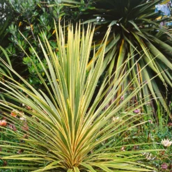 None Cordyline Dazzler 10L