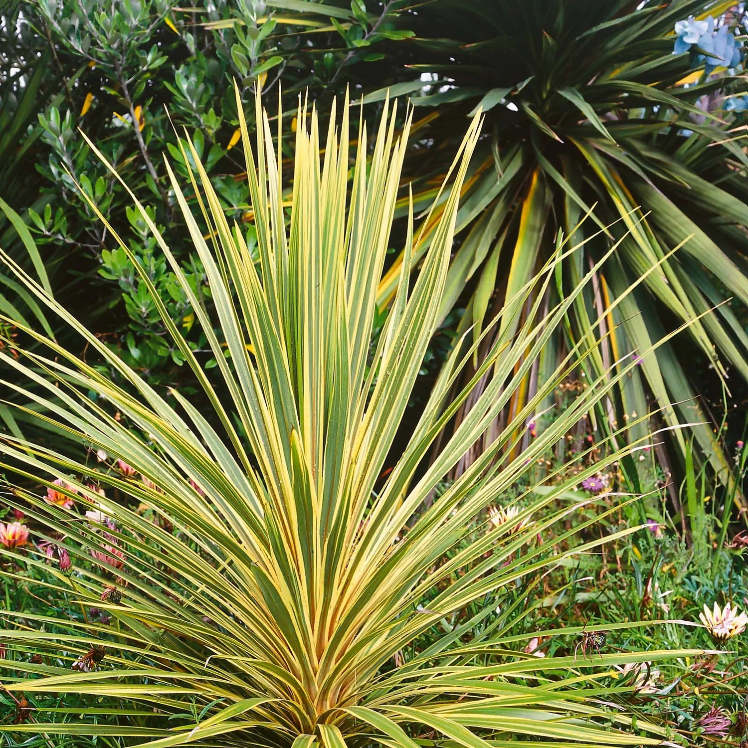 None Cordyline Dazzler 10L 3 None Cordyline Dazzler 10L