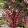 None Cordyline Red Star 10L 2 None Cordyline Red Star 10L -Elise Bloom 12891692 2094868377903617