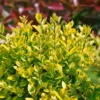 Ligustrum Ovalifolium 10L -Elise Bloom 12891700 1824865882296707