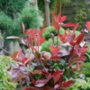 Photinia X Fraseri Compacta 10L 1 Photinia X Fraseri Compacta 10L -Elise Bloom 12891735 1764865882523894