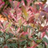 Photinia X Fraseri Pink Marble 10L 2 Photinia X Fraseri Pink Marble 10L -Elise Bloom 12891737 7184865882526390