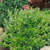 Ligustrum Texanum Green 8L 2 Ligustrum Texanum Green 8L -Elise Bloom 12891744 3614865882509770