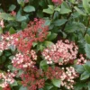 None Viburnum Tinus 15L -Elise Bloom 12891750 3944865882644461