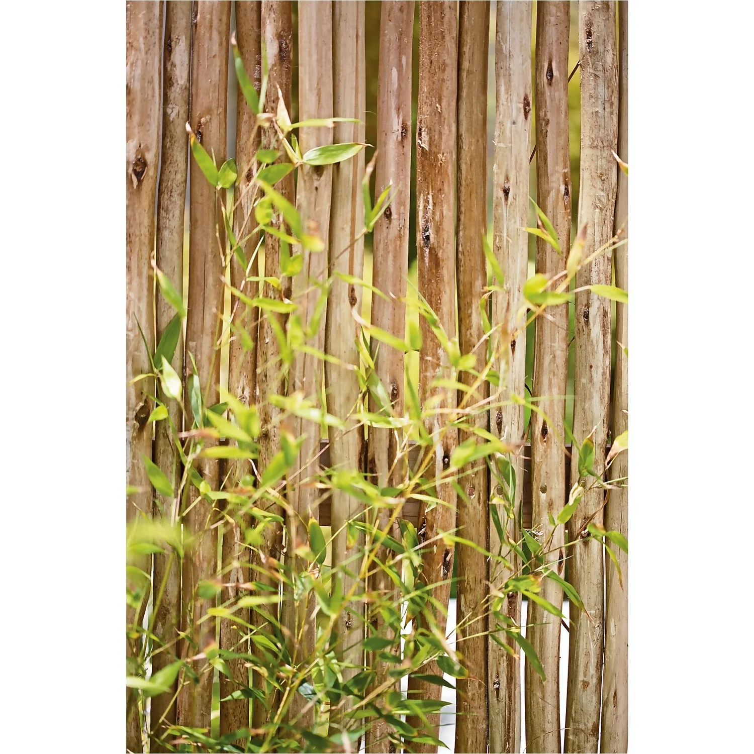 Bamboo Gold Phyllostachys Aureosulcata Aurea 10L 4 Bamboo Gold Phyllostachys Aureosulcata Aurea 10L - Image 2
