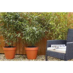 Bamboo Gold Phyllostachys Aureosulcata Aurea 10L 8 Bamboo Gold Phyllostachys Aureosulcata Aurea 10L -Elise Bloom 12892481 2114843901554533