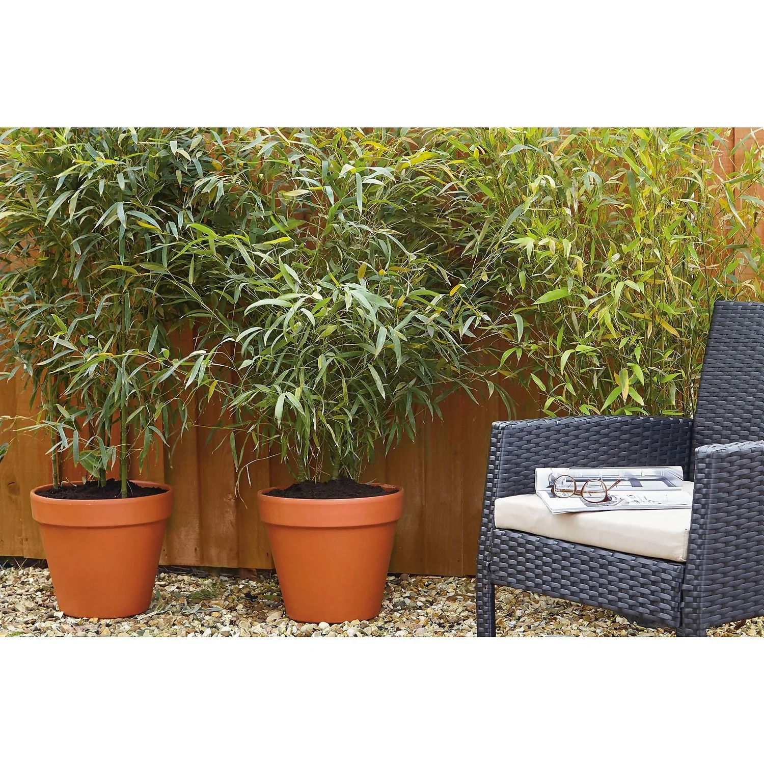 Bamboo Gold Phyllostachys Aureosulcata Aurea 10L 5 Bamboo Gold Phyllostachys Aureosulcata Aurea 10L - Image 3