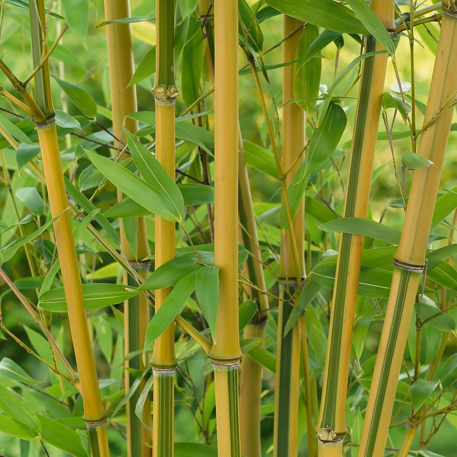 Bamboo Gold Phyllostachys Aureosulcata Aurea 10L 3 Bamboo Gold Phyllostachys Aureosulcata Aurea 10L