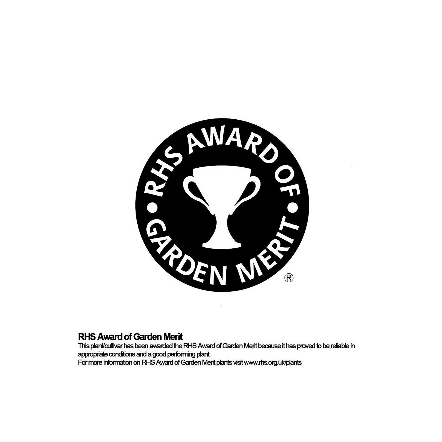 Bamboo Gold Phyllostachys Aureosulcata Aurea 10L 6 Bamboo Gold Phyllostachys Aureosulcata Aurea 10L - Image 4