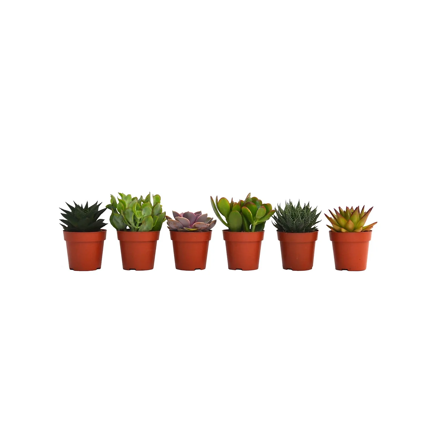 None Succulents Mix In 8.5cm Pot 4 None Succulents Mix In 8.5cm Pot - Image 2