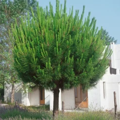 Pinus Pinea Silver Crest 12cm