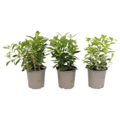 Euonymus Mix 13cm -Elise Bloom 12940251 7495038490166768