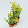 Euonymus Mix 13cm -Elise Bloom 12940251 8034941780449673