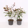 Photinia X Fraseri Red Robin 17cm 1 Photinia X Fraseri Red Robin 17cm -Elise Bloom 12940263 5695033080623549