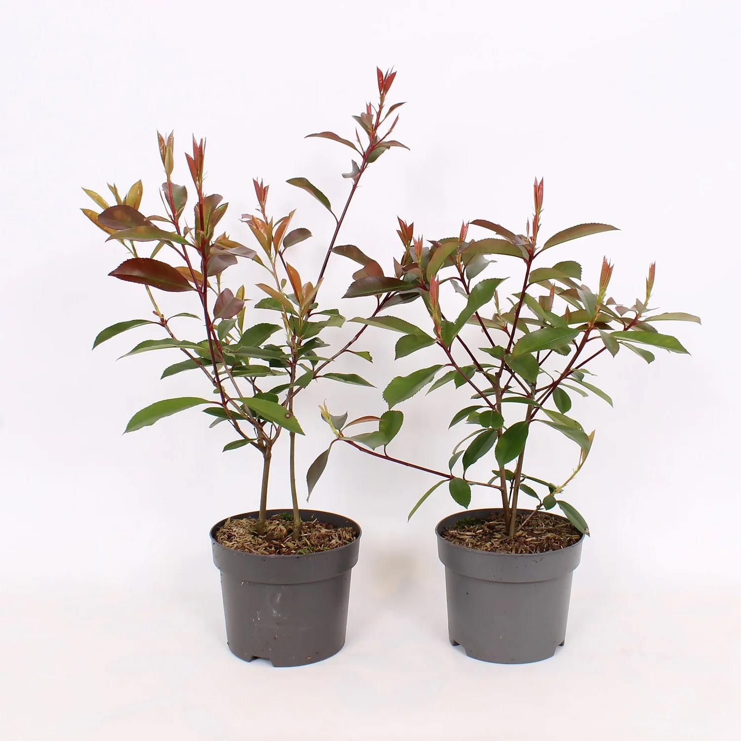 Photinia X Fraseri Red Robin 17cm 3 Photinia X Fraseri Red Robin 17cm