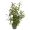 Bamboo Fargesia Rufa 23cm -Elise Bloom 12940265 1765028363079965