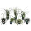 Grass Mix 14cm 1 Grass Mix 14cm -Elise Bloom 12940278 1445033080698114