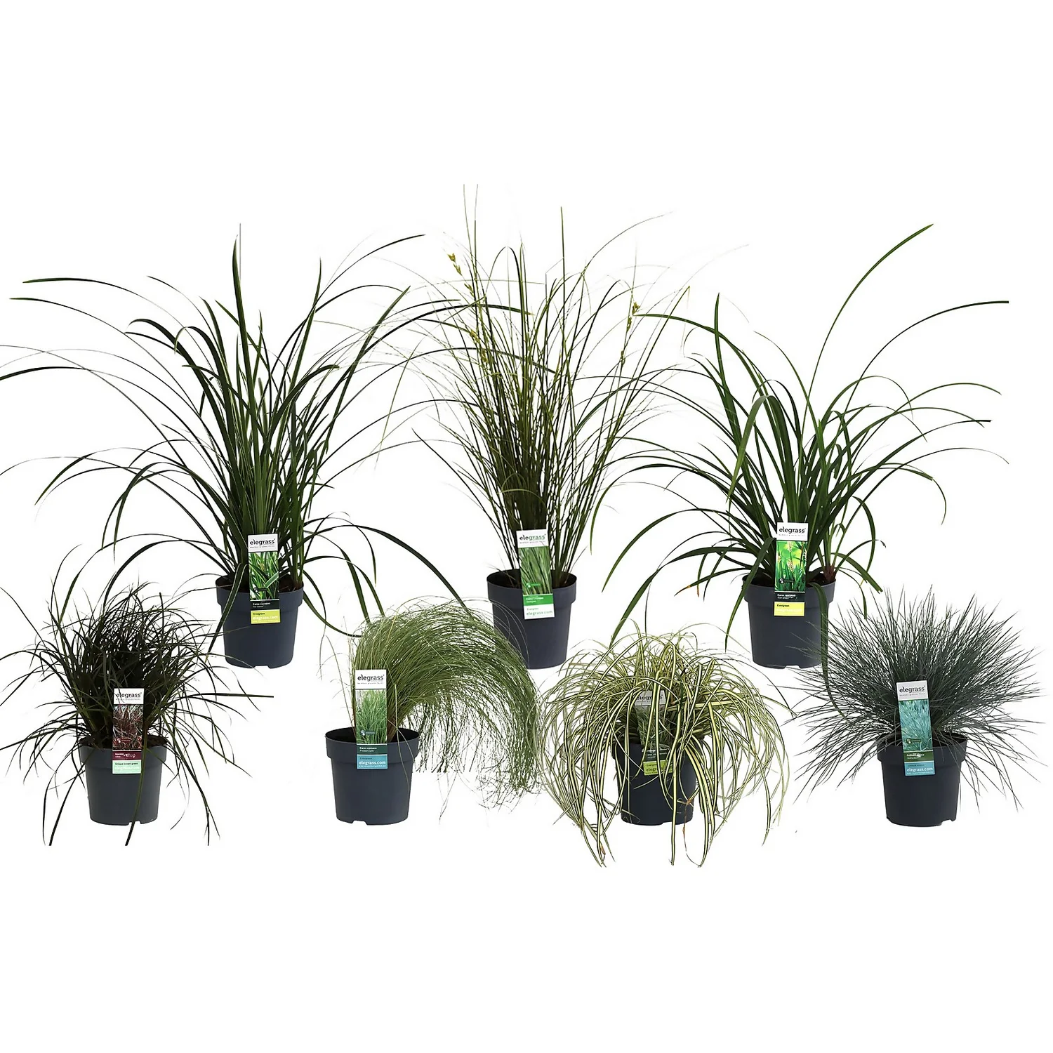 Grass Mix 14cm 3 Grass Mix 14cm