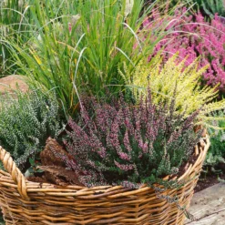 None Calluna Garden Girls Mix 13cm