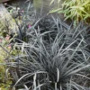 None Ophiopogon Nigrescens 14cm -Elise Bloom 12940351 4524865626162053