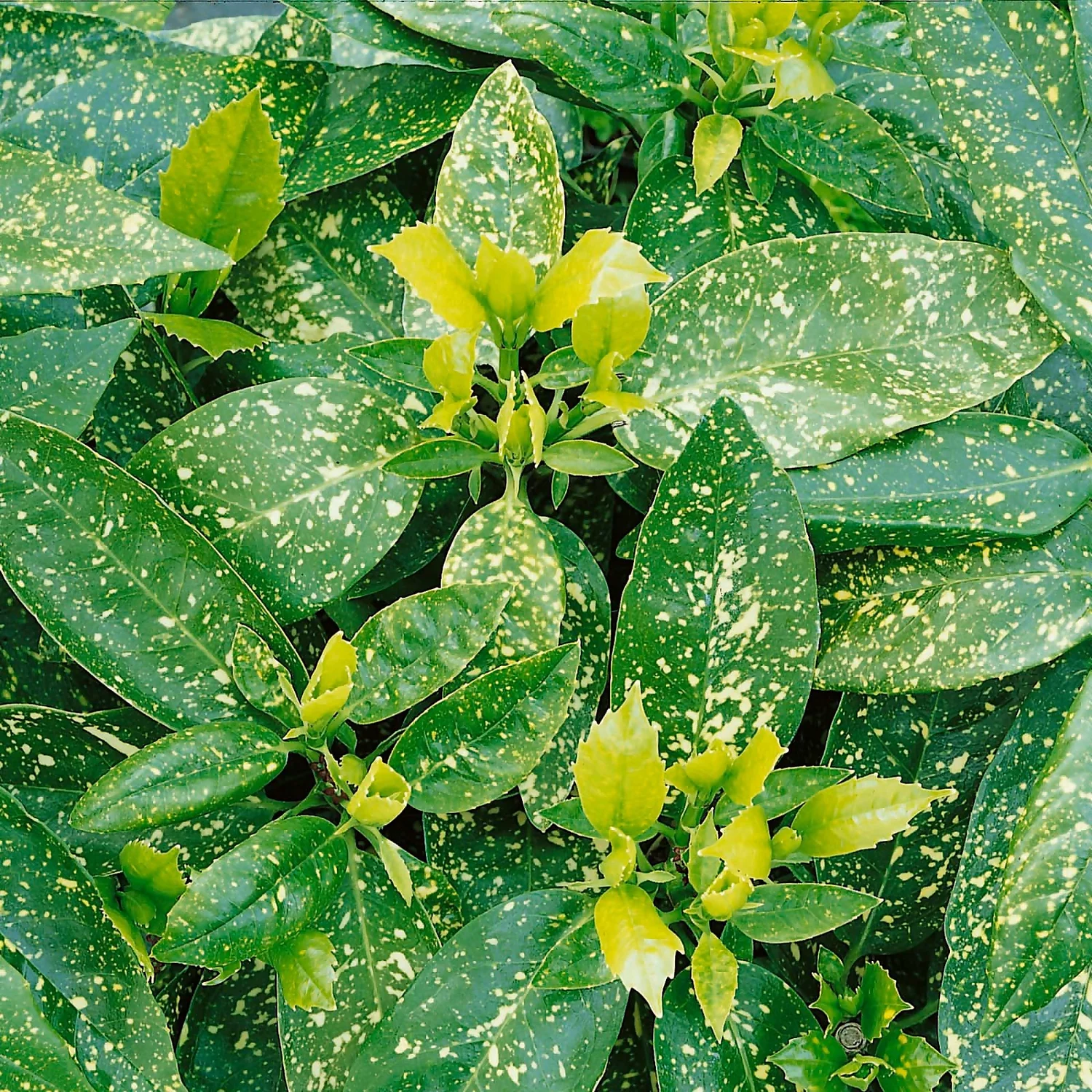 Aucuba Japonica Variegata 19cm 3 Aucuba Japonica Variegata 19cm