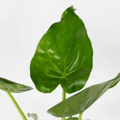 Alocasia - 17cm -Elise Bloom 12940424 1065054817303831