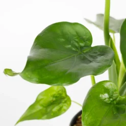 Alocasia - 17cm -Elise Bloom 12940424 1095054817344619