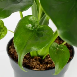 Alocasia - 17cm -Elise Bloom 12940424 7485054817396609